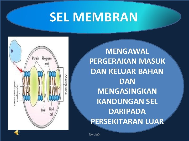 SEL MEMBRAN MENGAWAL PERGERAKAN MASUK DAN KELUAR BAHAN DAN MENGASINGKAN KANDUNGAN SEL DARIPADA PERSEKITARAN