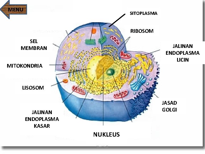 MENU SITOPLASMA RIBOSOM SEL MEMBRAN JALINAN ENDOPLASMA LICIN MITOKONDRIA LISOSOM JASAD GOLGI JALINAN ENDOPLASMA