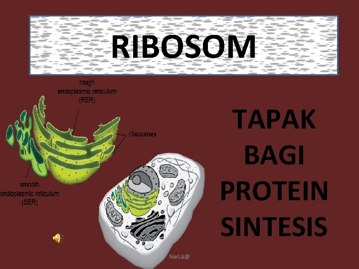 RIBOSOM TAPAK BAGI PROTEIN SINTESIS Nor. Liz@ 