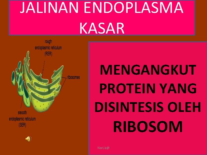 JALINAN ENDOPLASMA KASAR MENGANGKUT PROTEIN YANG DISINTESIS OLEH RIBOSOM Nor. Liz@ 