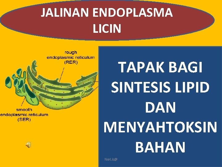 JALINAN ENDOPLASMA LICIN TAPAK BAGI SINTESIS LIPID DAN MENYAHTOKSIN BAHAN Nor. Liz@ 