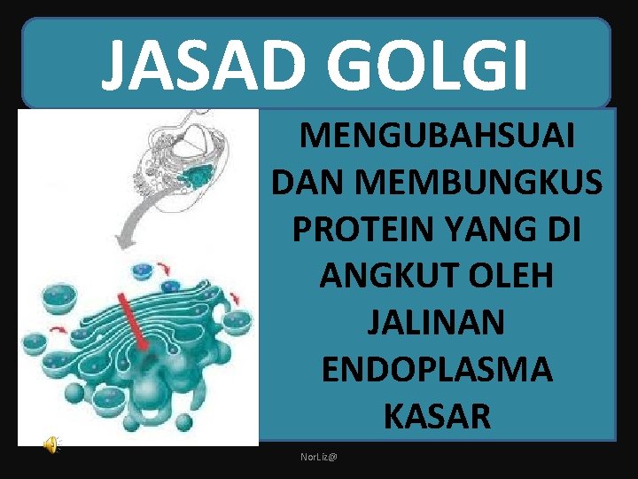 JASAD GOLGI MENGUBAHSUAI DAN MEMBUNGKUS PROTEIN YANG DI ANGKUT OLEH JALINAN ENDOPLASMA KASAR Nor.