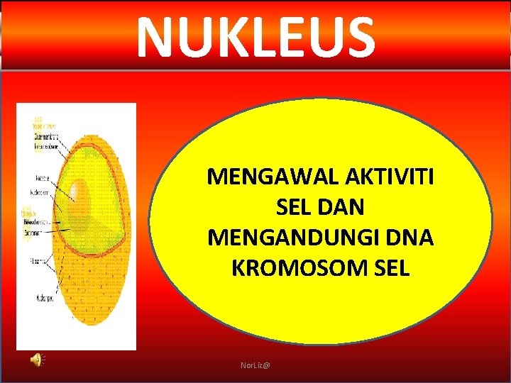 NUKLEUS MENGAWAL AKTIVITI SEL DAN MENGANDUNGI DNA KROMOSOM SEL Nor. Liz@ 