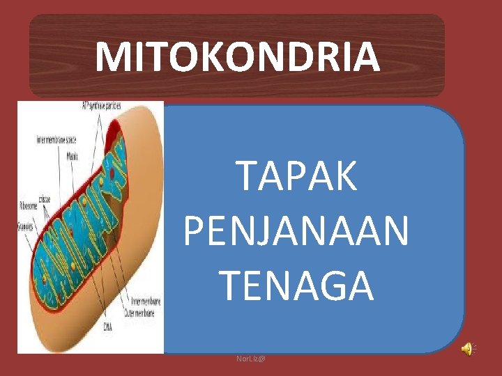 MITOKONDRIA TAPAK PENJANAAN TENAGA Nor. Liz@ 