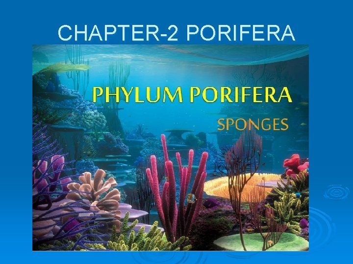 CHAPTER-2 PORIFERA 