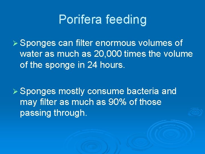 Porifera feeding Ø Sponges can filter enormous volumes of water as much as 20,