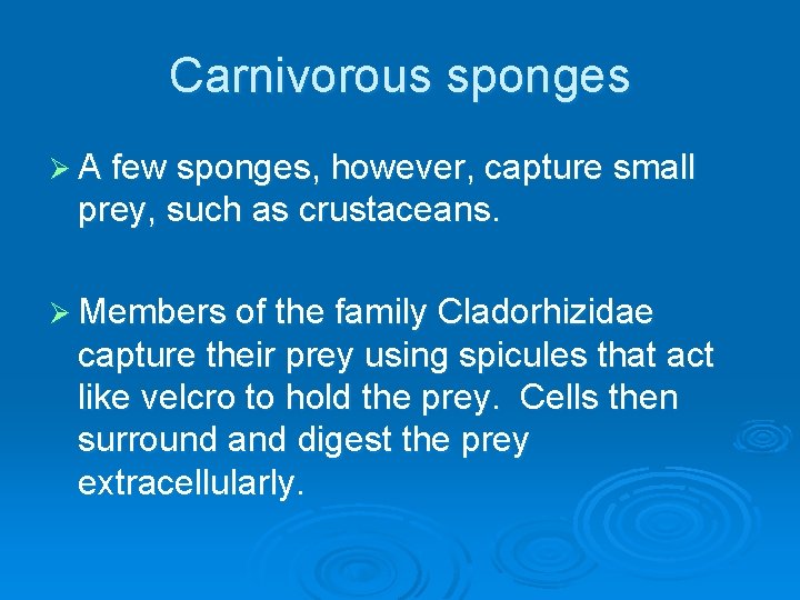 Carnivorous sponges Ø A few sponges, however, capture small prey, such as crustaceans. Ø