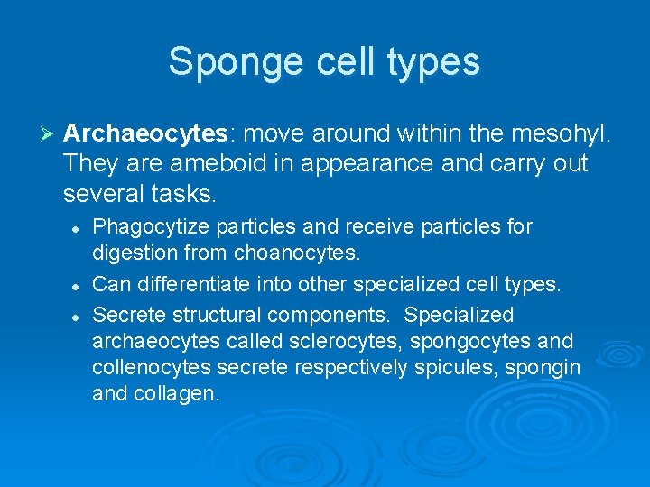 Sponge cell types Ø Archaeocytes: move around within the mesohyl. They are ameboid in