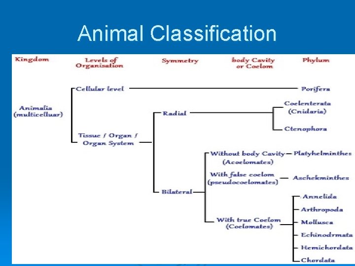 Animal Classification 
