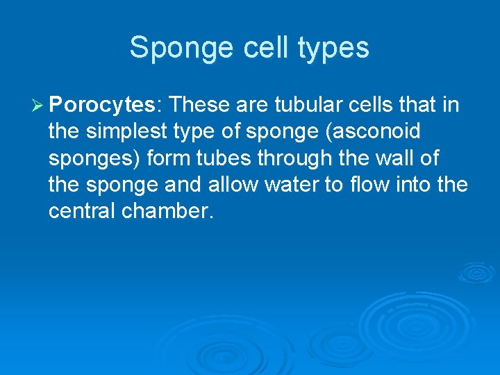 Sponge cell types Ø Porocytes: These are tubular cells that in the simplest type