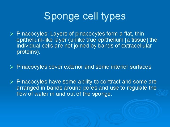 Sponge cell types Ø Pinacocytes: Layers of pinacocytes form a flat, thin epithelium-like layer