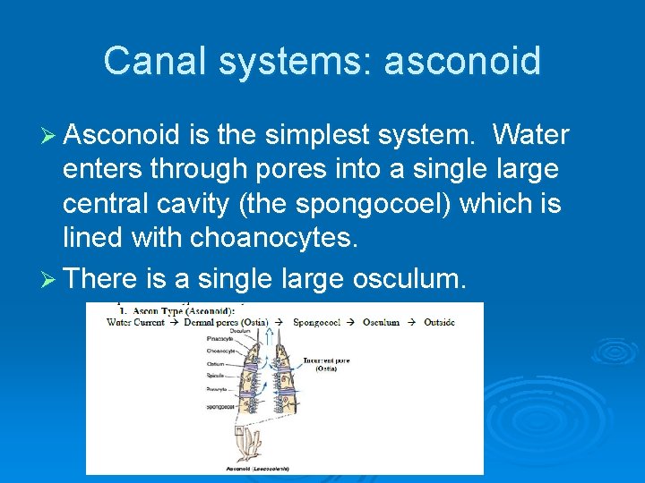 Canal systems: asconoid Ø Asconoid is the simplest system. Water enters through pores into