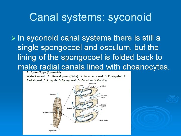 Canal systems: syconoid Ø In syconoid canal systems there is still a single spongocoel