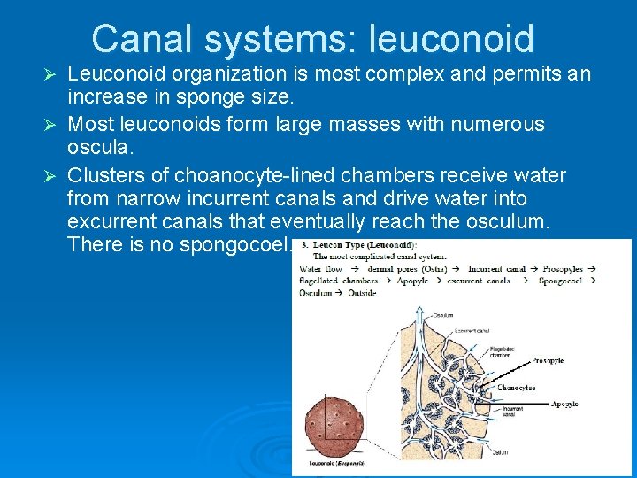 Canal systems: leuconoid Leuconoid organization is most complex and permits an increase in sponge