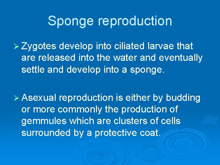 Sponge reproduction Ø Zygotes develop into ciliated larvae that are released into the water