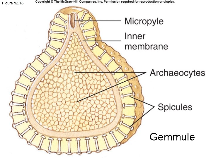 Gemmule 