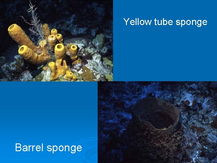 Yellow tube sponge Barrel sponge 