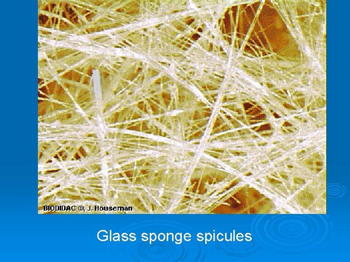 Glass sponge spicules 