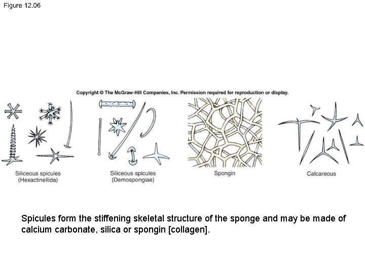 6. 8 Spicules form the stiffening skeletal structure of the sponge and may be