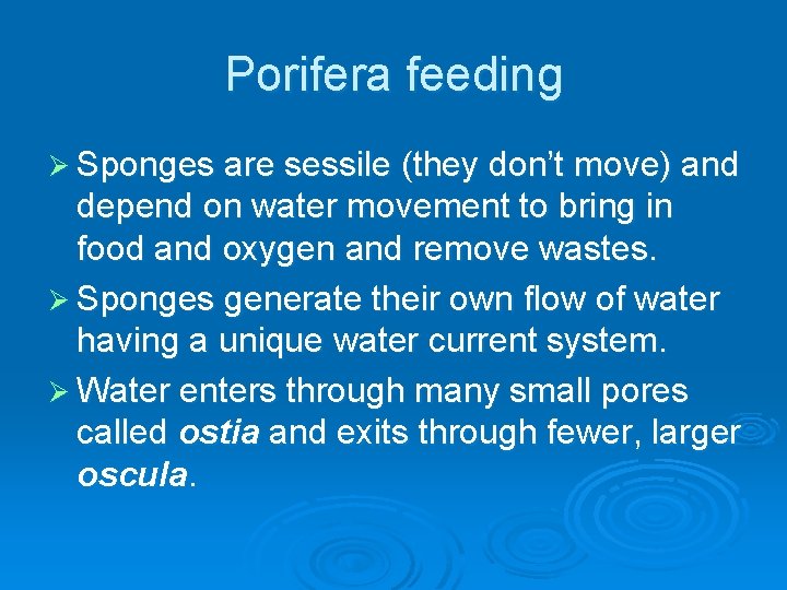 Porifera feeding Ø Sponges are sessile (they don’t move) and depend on water movement