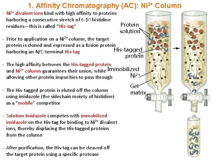 1. Affinity Chromatography (AC): Ni 2+ Column - Ni 2+ divalent ions bind with