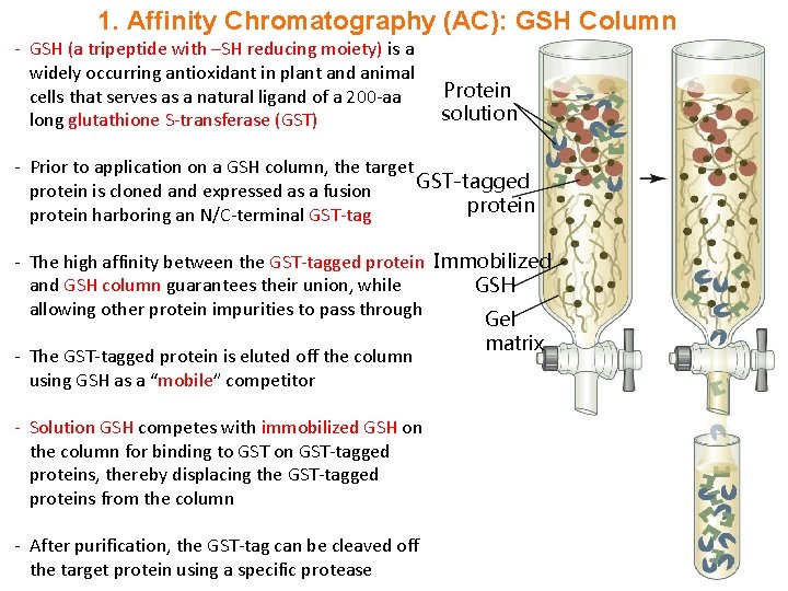1. Affinity Chromatography (AC): GSH Column - GSH (a tripeptide with –SH reducing moiety)