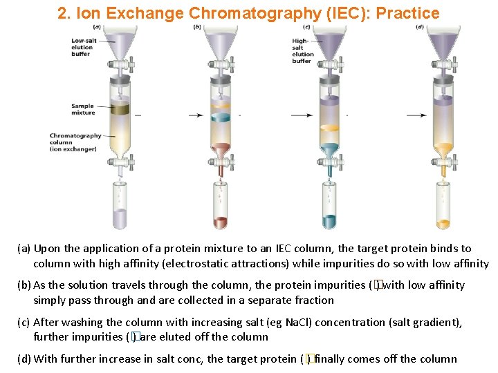2. Ion Exchange Chromatography (IEC): Practice (a) Upon the application of a protein mixture