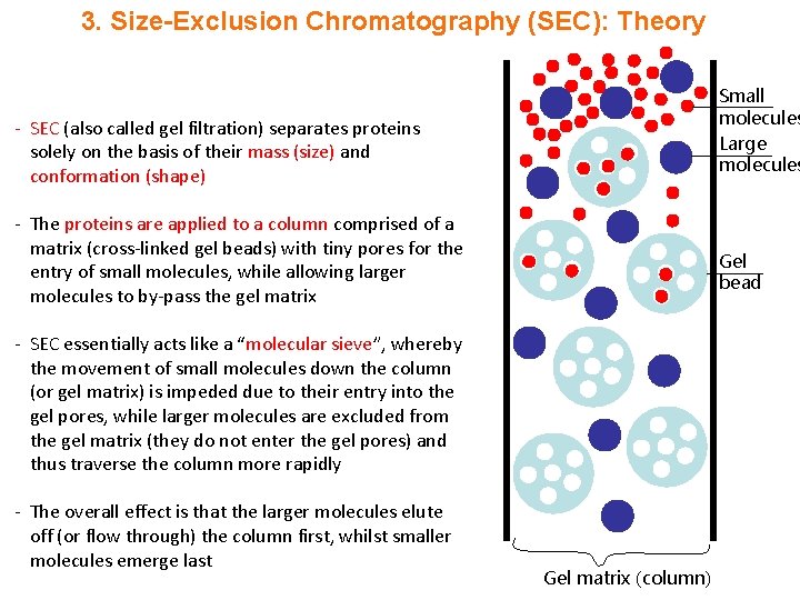 3. Size-Exclusion Chromatography (SEC): Theory Small molecules Large molecules - SEC (also called gel