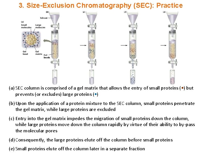 3. Size-Exclusion Chromatography (SEC): Practice (a) SEC column is comprised of a gel matrix