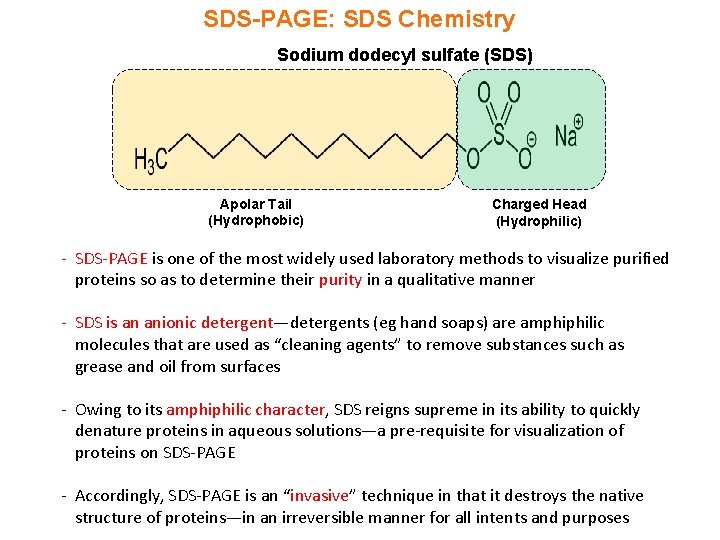 SDS-PAGE: SDS Chemistry Sodium dodecyl sulfate (SDS) Apolar Tail (Hydrophobic) Charged Head (Hydrophilic) -
