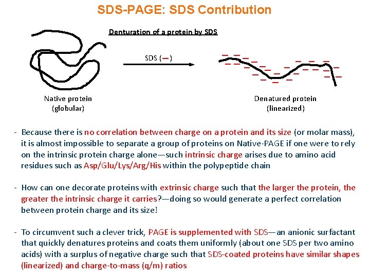 SDS-PAGE: SDS Contribution Denturation of a protein by SDS ( ) Native protein (globular)
