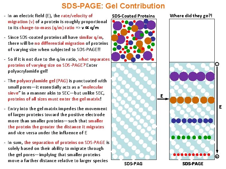 SDS-PAGE: Gel Contribution - In an electric field (E), the rate/velocity of migration (v)