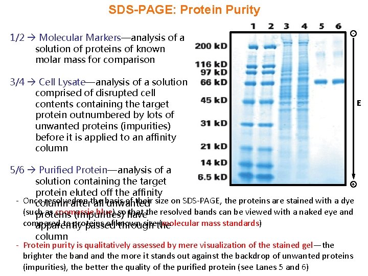 SDS-PAGE: Protein Purity 1/2 Molecular Markers—analysis of a solution of proteins of known molar