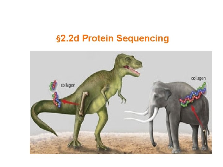 § 2. 2 d Protein Sequencing 