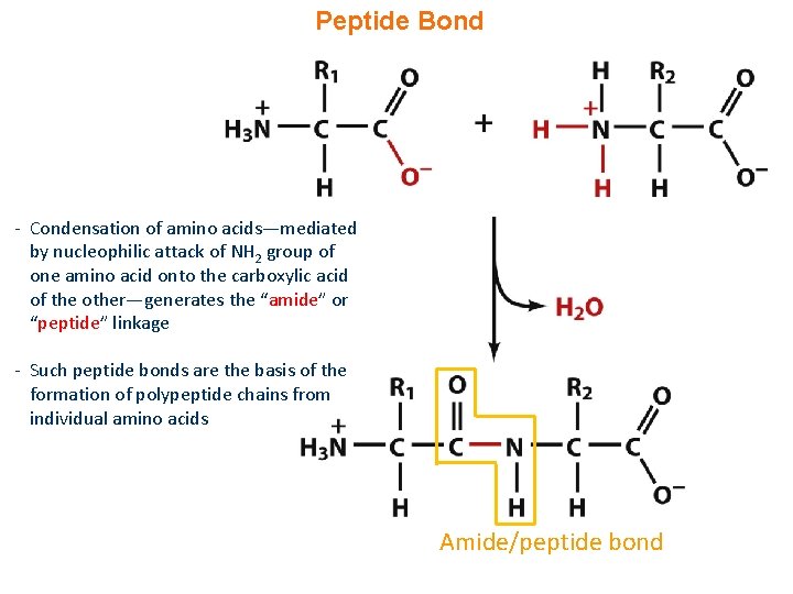 Peptide Bond - Condensation of amino acids—mediated by nucleophilic attack of NH 2 group
