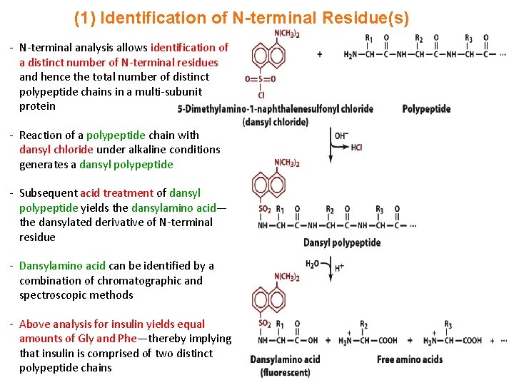(1) Identification of N-terminal Residue(s) - N-terminal analysis allows identification of a distinct number