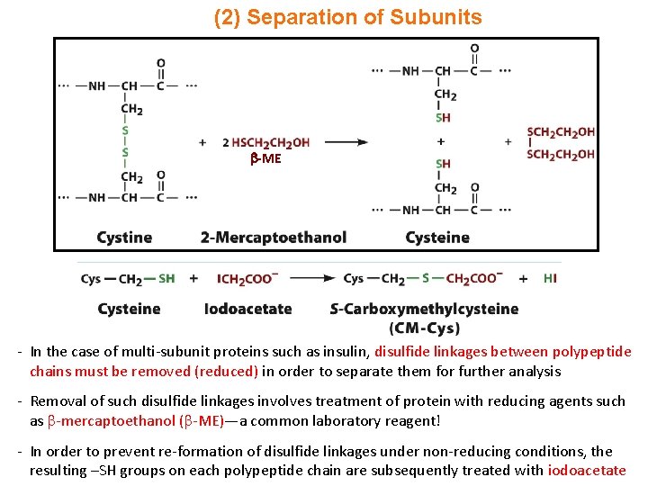 (2) Separation of Subunits -ME - In the case of multi-subunit proteins such as