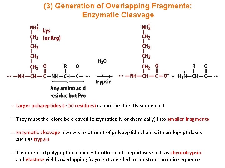 (3) Generation of Overlapping Fragments: Enzymatic Cleavage - Larger polypeptides (> 50 residues) cannot