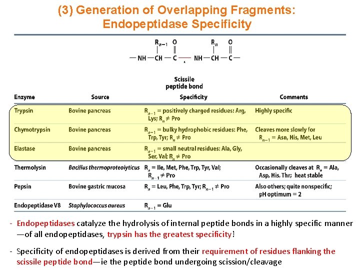 (3) Generation of Overlapping Fragments: Endopeptidase Specificity - Endopeptidases catalyze the hydrolysis of internal