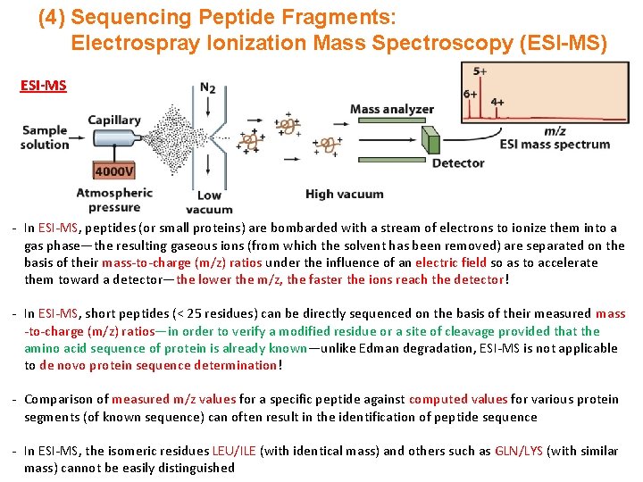 (4) Sequencing Peptide Fragments: Electrospray Ionization Mass Spectroscopy (ESI-MS) ESI-MS - In ESI-MS, peptides