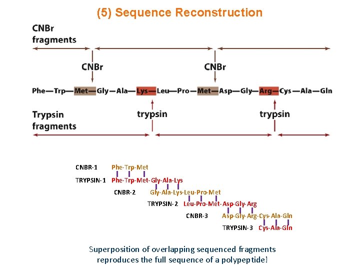 (5) Sequence Reconstruction CNBR-1 Phe-Trp-Met TRYPSIN-1 Phe-Trp-Met-Gly-Ala-Lys CNBR-2 Gly-Ala-Lys-Leu-Pro-Met TRYPSIN-2 Leu-Pro-Met-Asp-Gly-Arg CNBR-3 Asp-Gly-Arg-Cys-Ala-Gln TRYPSIN-3