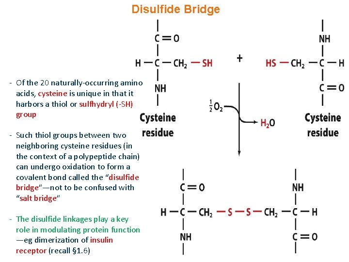 Disulfide Bridge - Of the 20 naturally-occurring amino acids, cysteine is unique in that