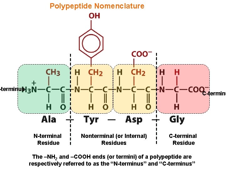 Polypeptide Nomenclature -terminus C-terminu N-terminal Residue Nonterminal (or Internal) Residues C-terminal Residue The –NH