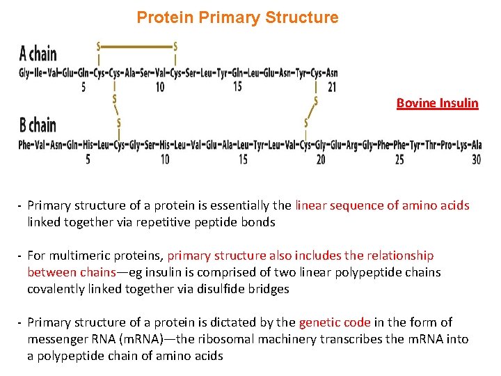 Protein Primary Structure Bovine Insulin - Primary structure of a protein is essentially the