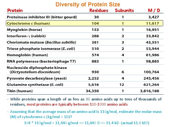 Diversity of Protein Size Protein Residues Subunits M/D - While proteins span a length