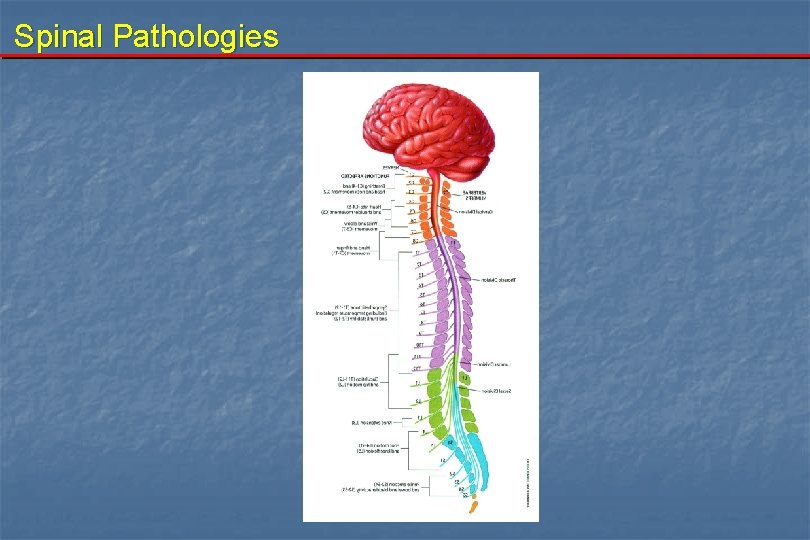 Spinal Pathologies 