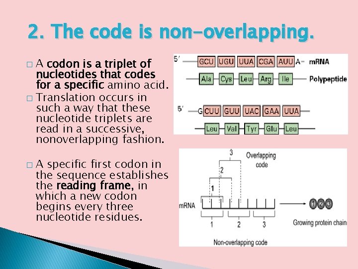 2. The code is non-overlapping. A codon is a triplet of nucleotides that codes