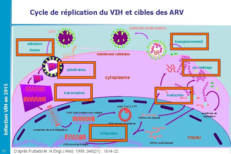 Cycle de réplication du VIH et cibles des ARV particule virale mature VIH bourgeonnement