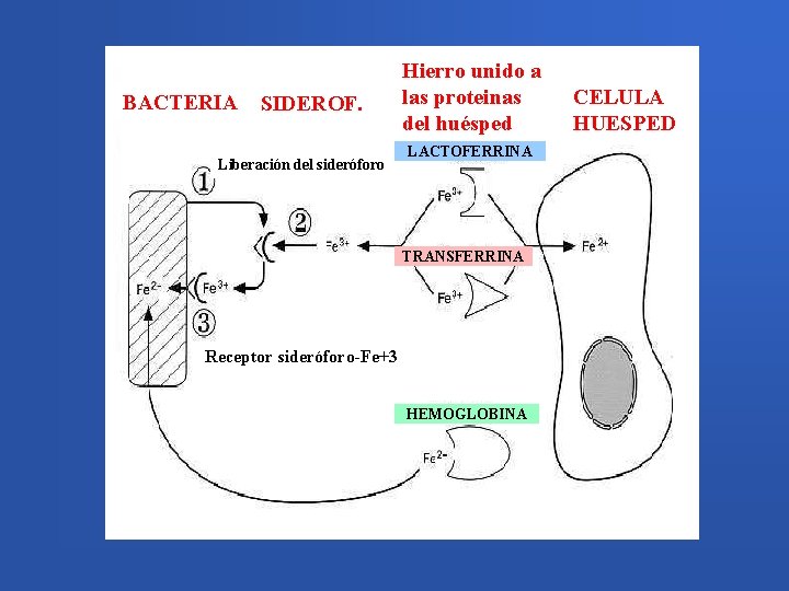 BACTERIA SIDEROF. Liberación del sideróforo Hierro unido a las proteinas del huésped LACTOFERRINA TRANSFERRINA