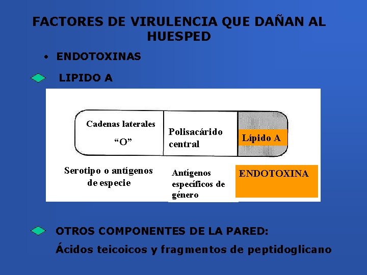 FACTORES DE VIRULENCIA QUE DAÑAN AL HUESPED • ENDOTOXINAS LIPIDO A Cadenas laterales “O”